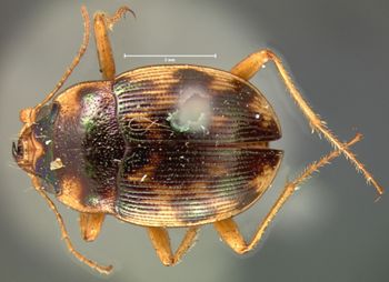 Media type: image;   Entomology 33478 Aspect: habitus dorsal view